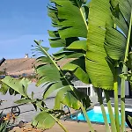 Molinos 3* La Oliva